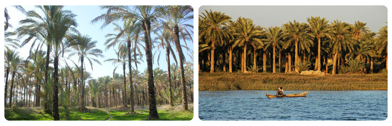 جزیره مینو آبادان